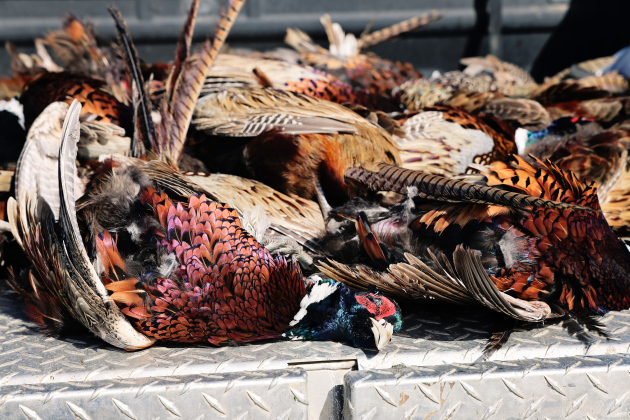South Dakota Game, Fish and Parks: Reminders About Game Bird Transportation