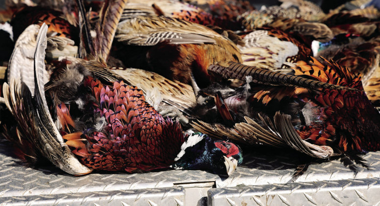 South Dakota Game, Fish and Parks: Reminders About Game Bird Transportation