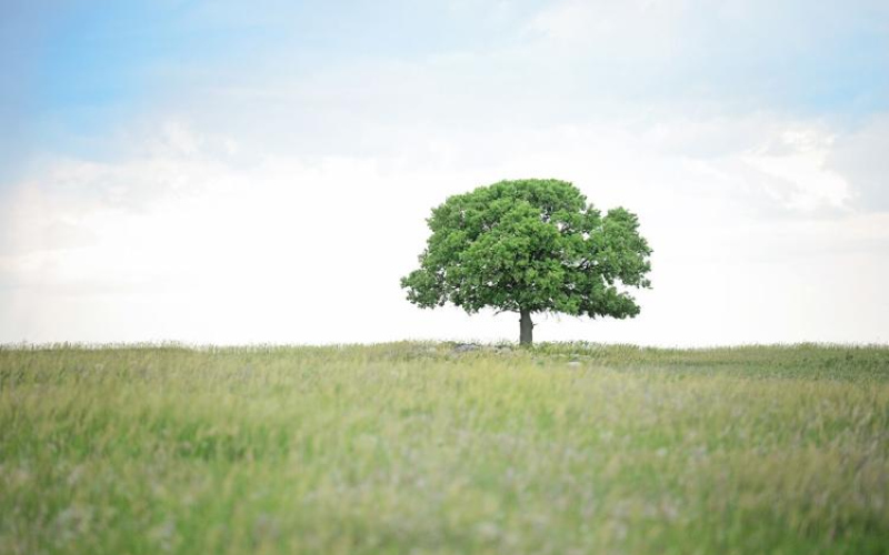 The strength of a simple sapling