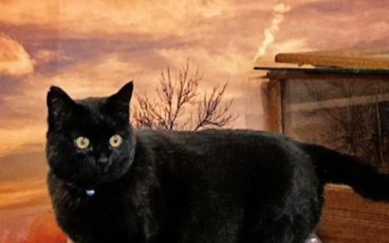 Letter to the Editor from Chase the Newspaper Cat