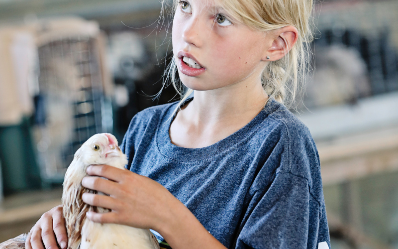 Crawleigh Reiner exhibits one of her five poultry exhibits at Achievements Days last Monday. Static Exhibits adorned with purple placings decorated the Ag Building on last Tuesday.