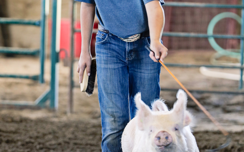 Teagan Scheel drives his market swine project across the show ring hoping to catch the judge’s eye on last Monday’s Achievement Days.