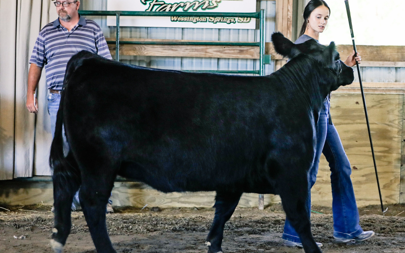 Kindra Wolter: Breeding Beef-Purple, Reserve Champion