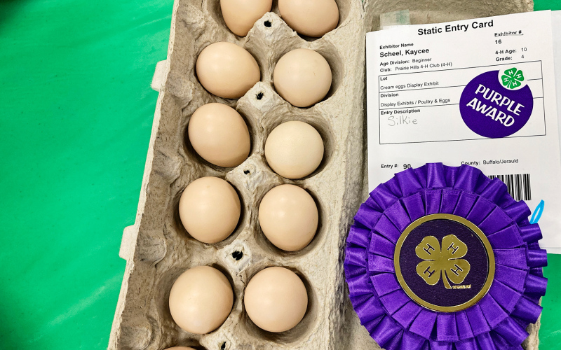 Many hours of hard work goes into not only every animal but any 4-H project entered. Kaycee Scheel’s Silkie chicken eggs brought home purple accolades for the young 4-H exhibitor.