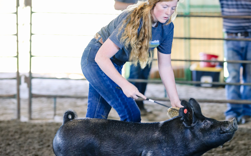 Brooklyn Caffee  shows her market swine project during Monday’s Jerauld/Buffalo 4-H Achievement  Days.