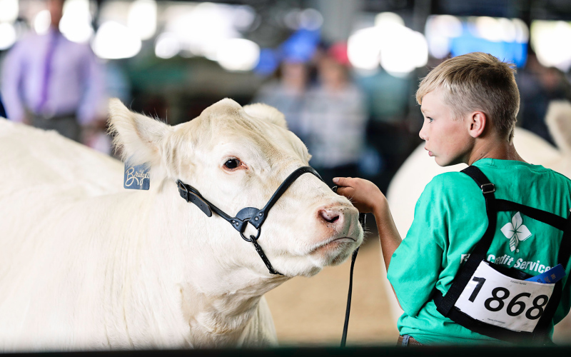 Hayes Christensen is shown in the ring at the fairgrounds with his Charolais heifer, “Bridget.”