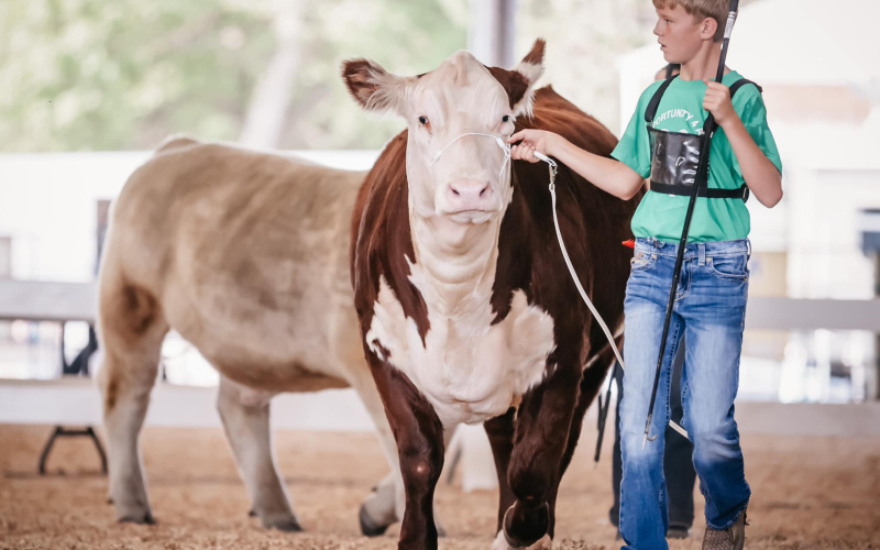 Hunter Heezen leads his Hereford heifer during the 4-H breeding heifer show.