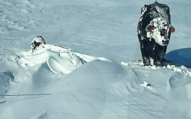 While some cattle hunkered down close to shelter, others were pushed away and drifted over snow covered fences with the 60 mph wind. Over two feet of snow was measured in some parts of the Jerauld/Buffalo/Hand County. After the wind quieted these cattle found themselves stranded on a hillside until a path could be plowed to get them safely to water and feed. PHOTO BY NALANI DUNSMORE