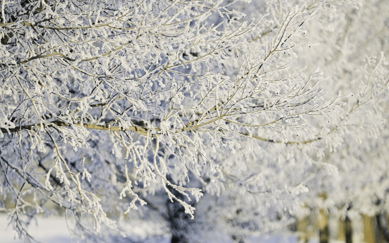 Warm sunshine on a pristine frost-laden landscape is glorious for not only its stark beauty but also for its brevity.