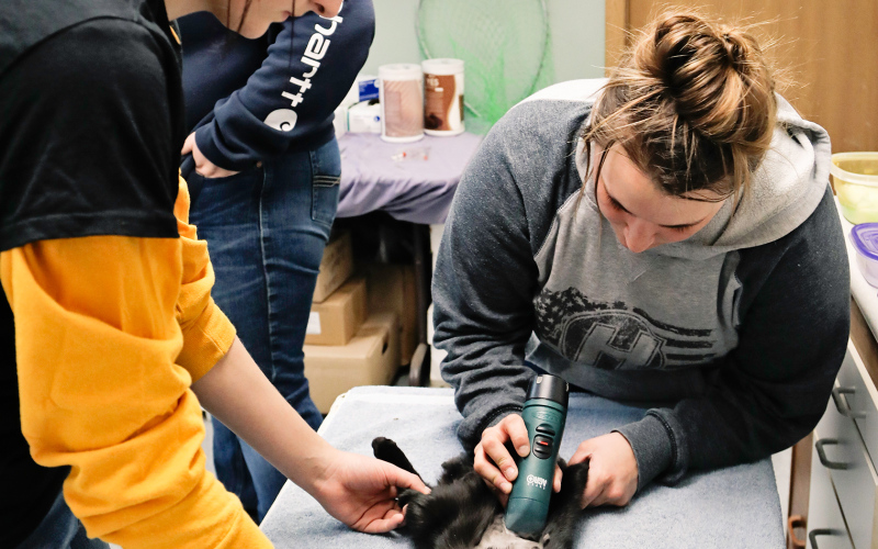 Scheel assists Martinmass as she prepares a cat for a procedure during the clinic.