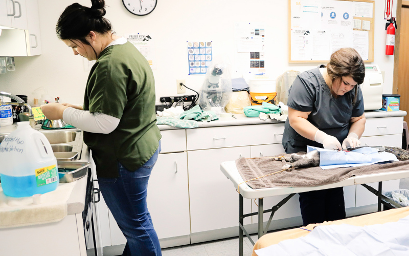 Heim sterilizes surgical instruments as Dr. Ehlers performs a spay.