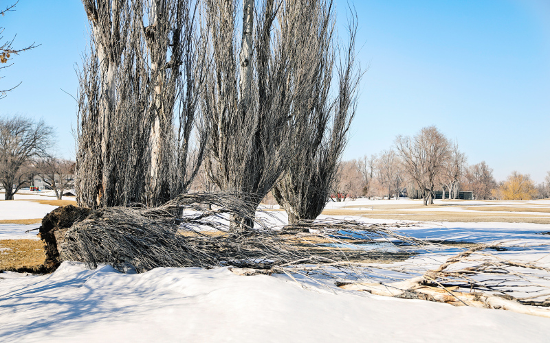 A fundraising project led by the Springs Country Club board is underway to replace aging, diseased trees like the ones pictured above throughout the golf course.