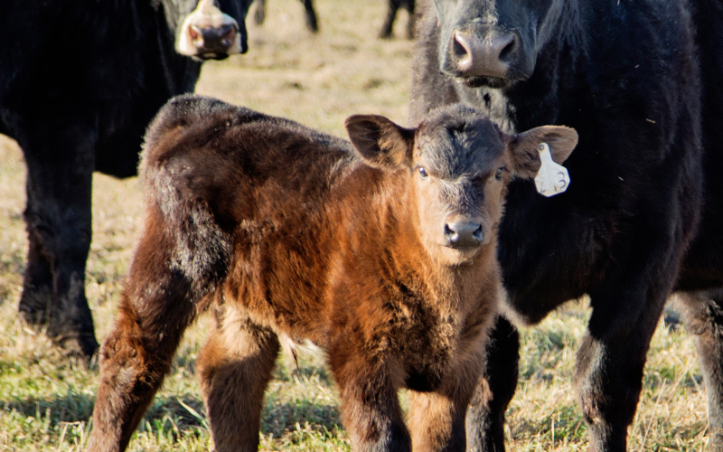 Under the watchful eye of his mother, a bull calf soaks in the sunshine enjoyed across Jerauld County last week.
