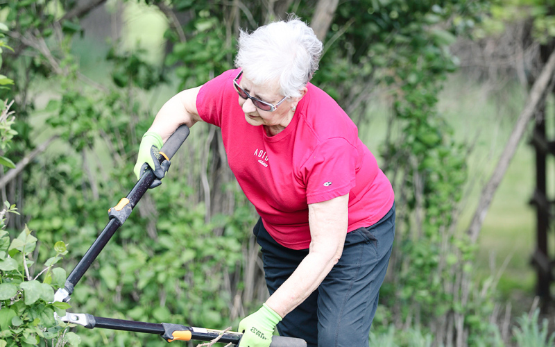 Myrna Schwartz of Springdale, Arkansas prunes shrubbery during last week’s Shakespeare Garden Planting Festival.