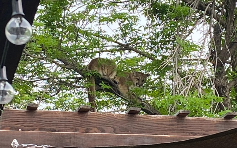 Dangerous wild animals encroaching on South Dakota neighborhoods