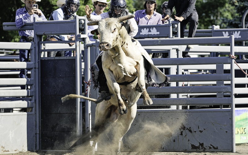 The bucking bulls and bull riders didn’t disappoint during Sunday’s event.
