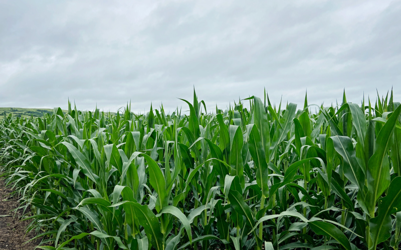 KRISTI HINE / TRUE DAKOTAN Farmers in South Dakota and across the U.S. will likely take home less income this year because of increasing input costs and decreasing commodity prices. However, halfway through the growing season, some are optimistic the state could have a good year if the weather cooperates. A Jerauld County cornfield is pictured above.