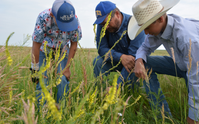 Wade Christensen and sons Hayes and Landen often practice plant identification in their pastures.