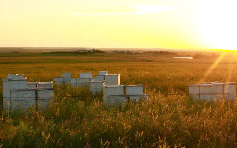 PHOTO: SOUTH DAKOTA NEWS WATCH Beekeepers often make agreements with local landowners to place hives in hayfields or pastures. These hives were placed in a hayfield that saw a massive bloom of sweet clover, a prime bee food source that results in the mild, light-colored honey that South Dakota is renowned for producing.