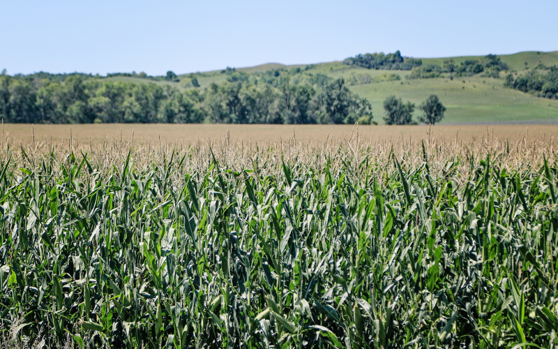 USDA forecast predicts SD farmers will harvest 21% more corn this year. A Jerauld County field is shown above.