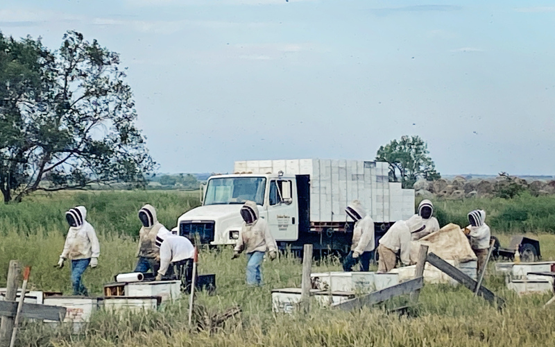 A crew of honey harvesters were busy as, well, bees Monday evening as they set to work collecting honey as part of Woonsocket cousins Mason and Daylyn Baysinger’s honey operation.