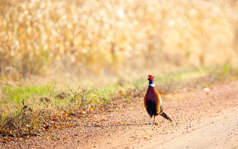 In South Dakota, it is legal to hunt small game from roads. (Photo: Shutterstock)