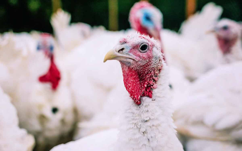 Bird Flu Confirmed in Jerauld County. Photo: Adobe Stock