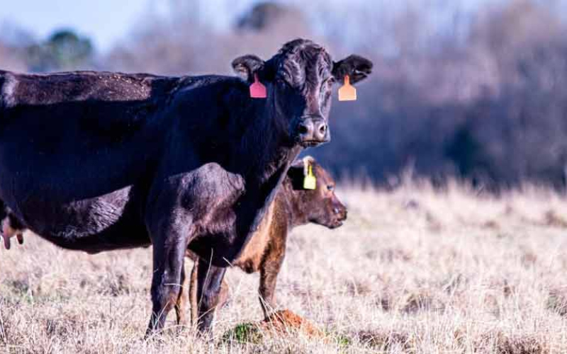 Apply for Livestock Forage Losses in Jerauld County