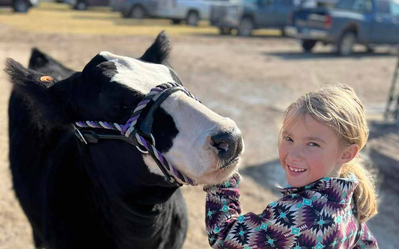 Remi Yost took in her first Springs Showdown as an official 4-H member with her two heifers during the Springs Showdown.