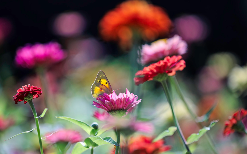 Prairie Yard and Garden Show Correction