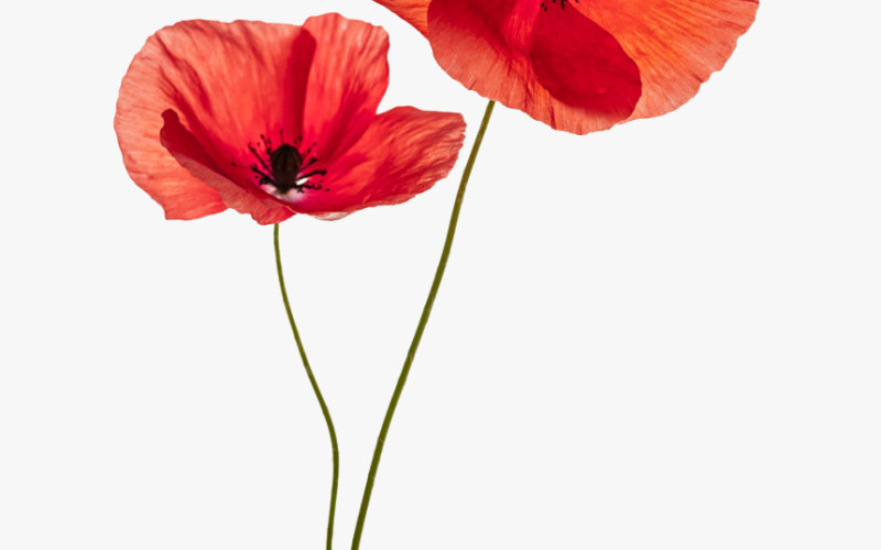 Local Legion Auxiliary to Celebrate National Poppy Day