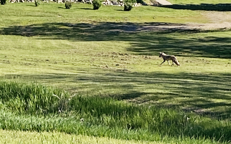 A coyote was spotted on College Avenue and 4th Street, headed toward Shakespeare Garden on Friday, May 17 at 9:10 a.m. KRISTI HINE / TRUE DAKOTAN