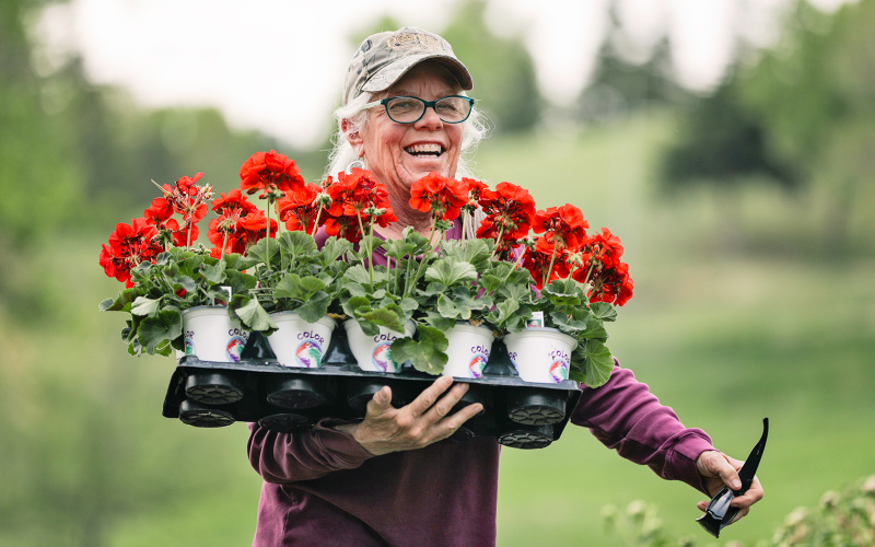 During last year's Planting Festival, Cindy Eilers of rural Wessington Springs carries a flat of red geraniums to her planting area. TRUE DAKOTAN FILE PHOTO