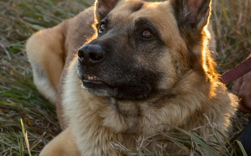 Portrait of Ajax.  PHOTO COURTESY MENTZER FAMILY