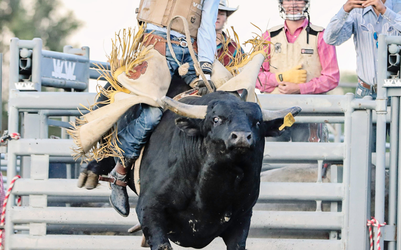 Bucking bulls and loads of fun return to Springs September 7