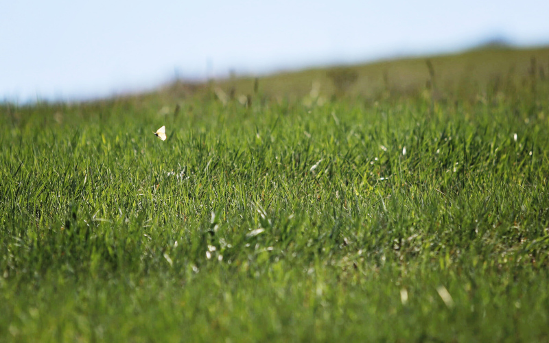 A butterfly flies over grassland on a ranch near White River. Makenzie Huber/South Dakota Searchlight