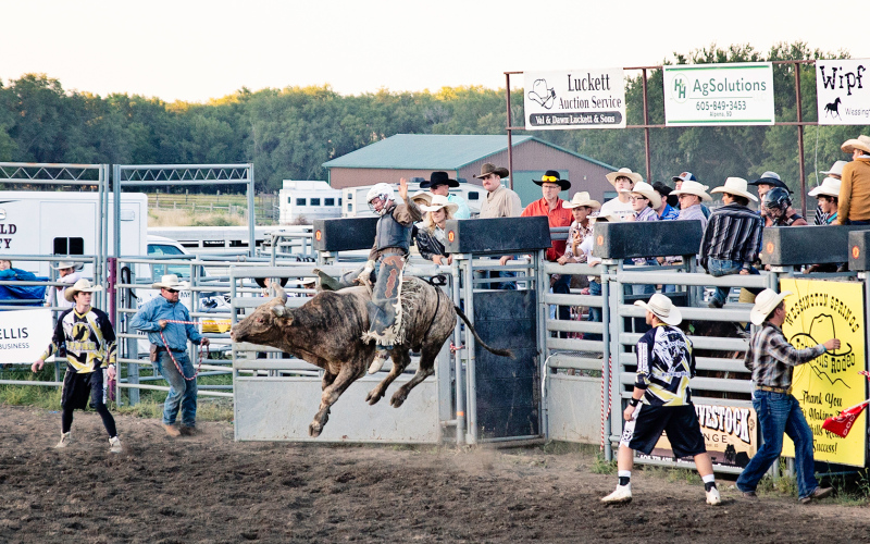 Bucking bulls and good times made for a fun evening at the Jerauld County Rodeo Grounds as a lively crowd cheered on bull riders aiming for a qualified ride.