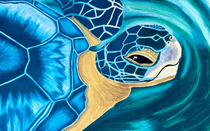 Colored pencil turtle by WSHS Advanced Art I senior, Kaitlyn Swenson.