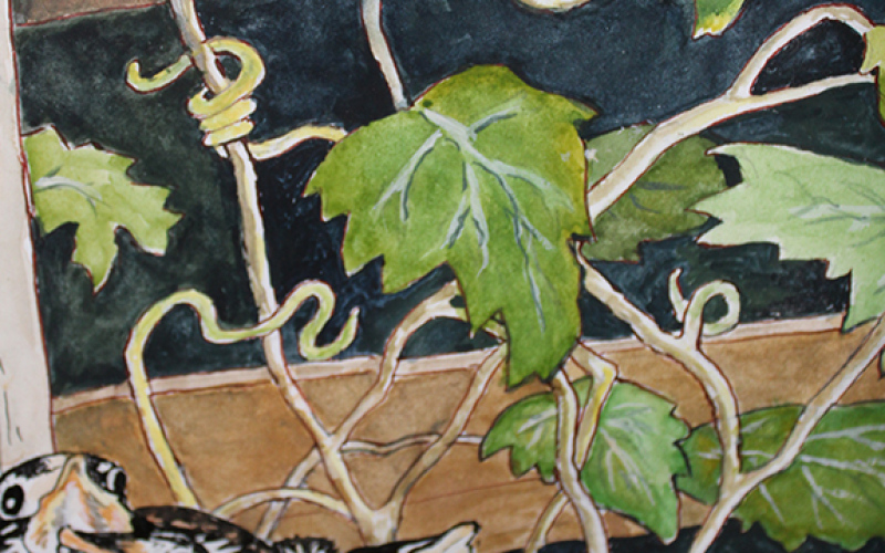 “Robin Nest in the Grape Arbor” by Margaret Schmidt