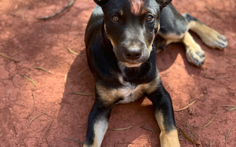 Class of 2023 WSHS alumna Sarah Poncleow on Hawaiian island Molokai with her poi dog, Moose. Poncelow secured a job last fall working as a ranch hand at the Pu’u O Hoku Ranch. PHOTO COURTESY SARAH PONCELOW