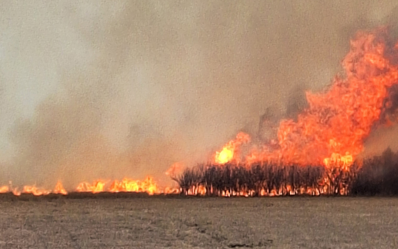 A large blaze consumes a tree belt. PHOTO COURTESY HELEN HUISMAN