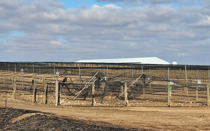 A scorched ditch at the perimeter of Gisi Pheasant Farm shows just how close the fire came to the bird enclosures. PHOTO COURTESY WSVFD