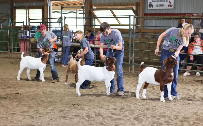Parker Karsky, Torree Olinger, Ranick Fjerstad and Tenley Olinger showing their breeding meat goats.