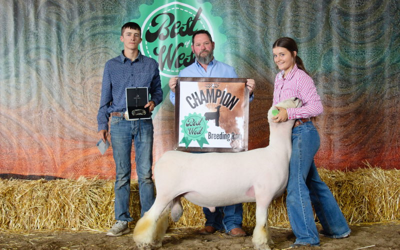 Kaycee Scheel, Breeding Ram Champion.