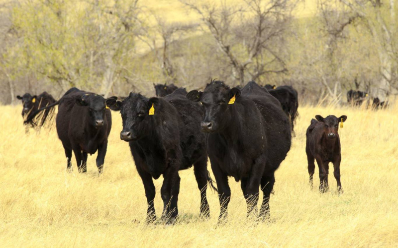 PHOTO COURTESY SOUTH DAKOTA STATE UNIVERSITY WEST RIVER RESEARCH &amp;amp; EXTENSION