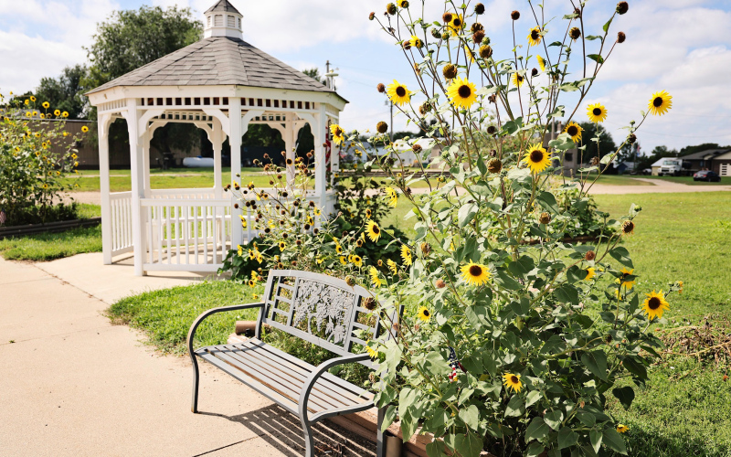 Sunflowers frame the bench and gazebo at the park in Wessington, a bright reminder of late summer on the prairie. (KRISTI HINE / TRUE DAKOTAN)