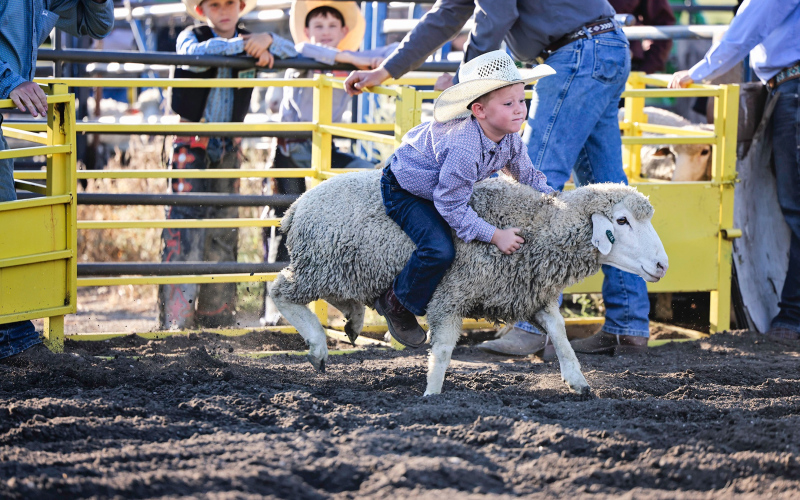 Stocktyn Schweitzer holds on tight during the age 4-6 Mutton Bustin’.