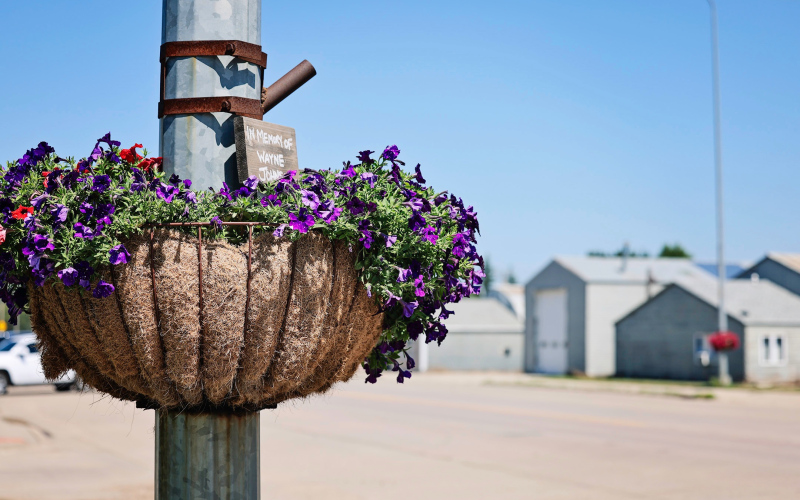 Hanging flower baskets along Highway 281 in Wolsey add a splash of late-summer color, thanks to the volunteer efforts of Onward Wolsey. (KRISTI HINE / TRUE DAKOTAN)