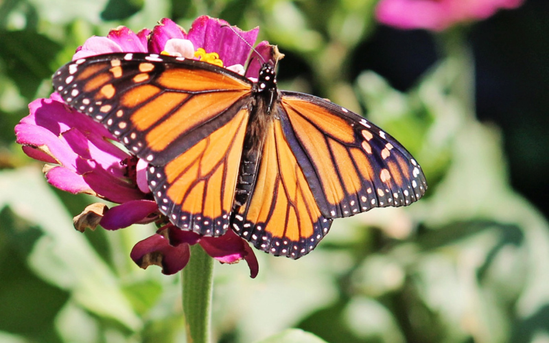 Wessington Springs couple Craig and Penny Wenzel shared this photo he took in their backyear garden. “We always consider the pollinators when we plant our flower beds. Hummingbirds, bees, yellow jackets and butterflies are welcomed every summer. The Monarch butterflies spent a lot of time in our yard last week and are increasing every day before they continue their migration to southern Mexico.” (PHOTO COURTESY CRAIG WENZEL)