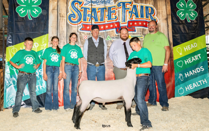 Caleb VanDyke exhibits the Champion Suffolk and 5th Overall Ram at the South Dakota State Fair in the 4-H Division.